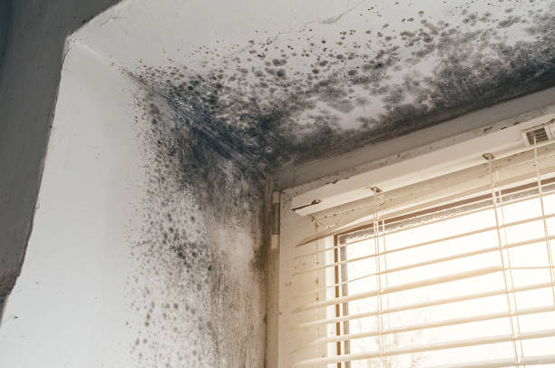 Affordable Hvac And Air Duct Mold Remediation solutions in Garrett, WA
